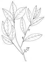 Australian Bush Plant Usage - Jungle Cluster Flower - Glycosmis Pentaphylla - Pen And Ink
