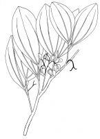 Wild Cherry - Celtis Phillippensis - Pen And Ink Drawings - By William Ivinson, Black And White Line Art Drawing Artist