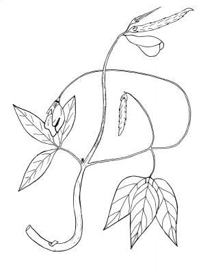 Australian Bush Plant Usage - Medicine Bean  - Vigna Vexillata - Pen And Ink