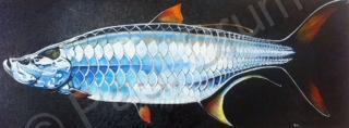 Dark - Tarpon - Oil On Canvas