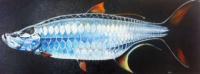 Dark - Tarpon - Oil On Canvas