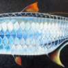 Tarpon - Oil On Canvas Paintings - By Paul Drum, Mine Painting Artist