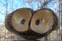 Animal - Owl - Wood