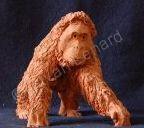 Ceramic - Young Orangutang - Photos