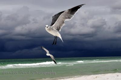 Fort Walton Beach 2009 - Suspended Flight - Digital Photography