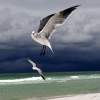 Suspended Flight - Digital Photography Photography - By Jennifer Faust, Nature Photography Photography Artist