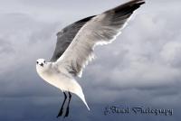 Fort Walton Beach 2009 - Detail Of Suspended Flight - Digital Photography