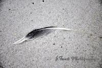 Fort Walton Beach 2009 - Single Feather - Digital Photography