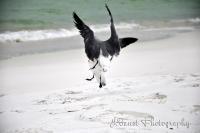 Fort Walton Beach 2009 - In Flight Battle - Digital Photography