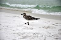 Fort Walton Beach 2009 - William - Digital Photography