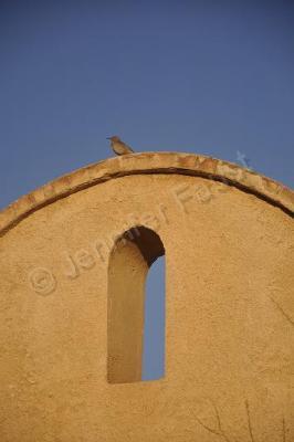 Arizona - Little Bird - Digital Photography