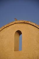 Little Bird - Digital Photography Photography - By Jennifer Faust, Nature Photography Photography Artist