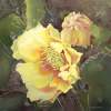 Cactus Flower - Acrylic And Mixed Media Paintings - By Carolyn Ritter, Realistic Impressionism Painting Artist