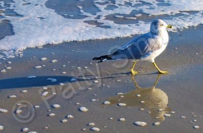 Bird Life - Strut - Digital