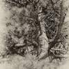 Sepia Pine - Giclee On Canvas Photography - By James Ribniker, Abstract Photography Artist