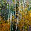 Sleeping Aspen - Giclee On Canvas Photography - By James Ribniker, Landscape Photography Artist