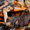 Fallen Tree - Giclee On Canvas Photography - By James Ribniker, Abstract Photography Artist