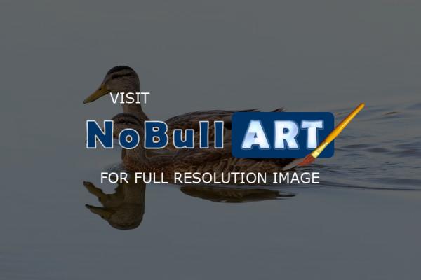 Animals - Mallard Pair - Photographic Paper