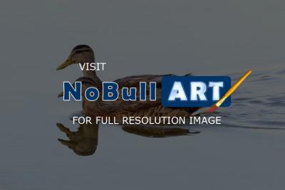 Animals - Mallard Pair - Photographic Paper