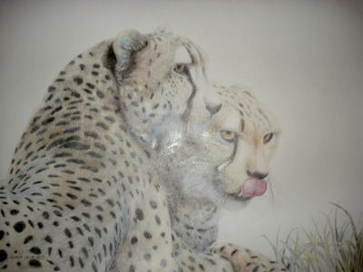 Wild Animals - 1 - Pencilpaper