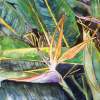Bird Of Paradise - Water Color Paintings - By Derek Mccrea, Impressionism Painting Artist
