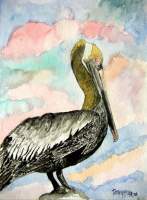 Art Of Derek Mccrea - Pelican 2 - Watercolor