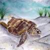 Sea Turtle 2 - Water Color Paintings - By Derek Mccrea, Impressionism Painting Artist