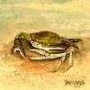 Blue Crab Acrylic Painting - Acrylic Paintings - By Derek Mccrea, Realism Painting Artist