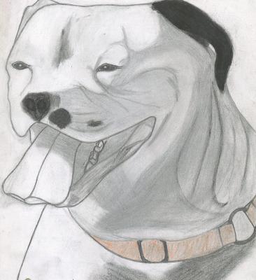 Beast - Pit Bull - Pencilpaper