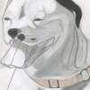 Pit Bull - Pencilpaper Drawings - By Seth Reid, Portrait Drawing Artist
