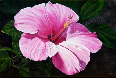 Flowers - Hibiscus - Acrlic