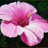 Hibiscus - Acrlic Paintings - By Lyndsey Hatchwell, Realism Painting Artist