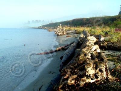 Photography - Tree Trunks With Roots On Foggy Beach - Digital Photography