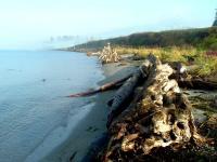 Photography - Tree Trunks With Roots On Foggy Beach - Digital Photography