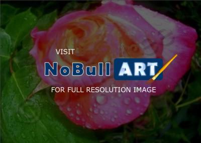 Digital Photography - Raindrops And Rose - Digital Photography