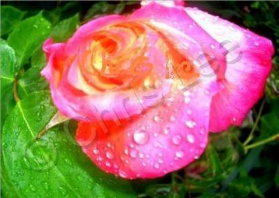 Digital Photography - Raindrops And Rose - Digital Photography