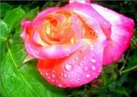 Raindrops And Rose - Digital Photography Photography - By Chris Lee, Digital Photography Photography Artist