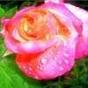 Raindrops And Rose - Digital Photography Photography - By Chris Lee, Digital Photography Photography Artist