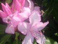 Digital Photography - Flowers And Bees - Digital Photography