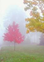 Digital Photography - Northwest Fall Colors With Fog - Digital Photography