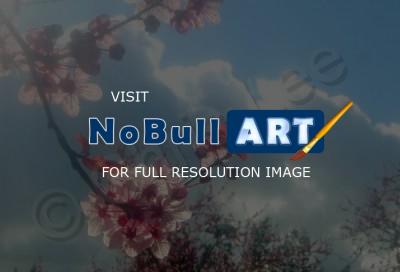 Digital Photography - Sunlit Blossoms - Digital Photography