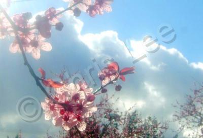 Digital Photography - Sunlit Blossoms - Digital Photography