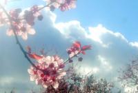 Digital Photography - Sunlit Blossoms - Digital Photography