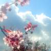 Sunlit Blossoms - Digital Photography Photography - By Chris Lee, Digital Photography Photography Artist