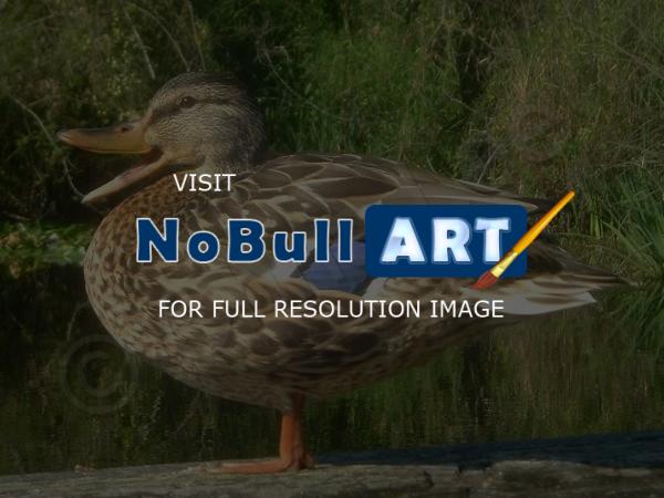 Photography - Happy Duck - Digital Photography