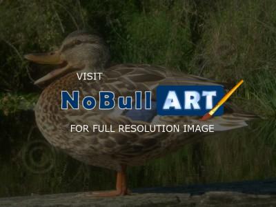 Photography - Happy Duck - Digital Photography