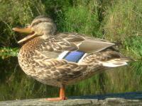 Happy Duck - Digital Photography Photography - By Chris Lee, Digital Photography Photography Artist