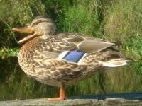 Photography - Happy Duck - Digital Photography