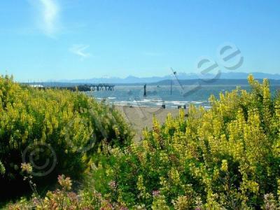 Photography - Wildflowers On The Beach - Digital Photography