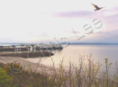 Photography - Beach And Flying Bird - Digital Photography